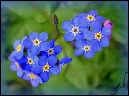 Le myosotis est aussi appel oreille d'ours :