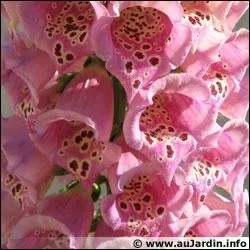 La digitale est toxique :