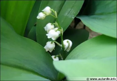 L' ingestion de muguet peut provoquer des troubles digestifs et cardiaques :