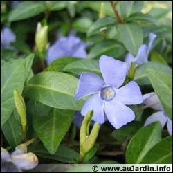 La petite pervenche est toxique et provoque des vomissements :