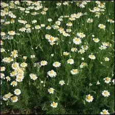 La camomille avec laquelle on fait des infusions est la camomille des chiens :