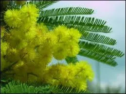 Le mimosa est un acacia :