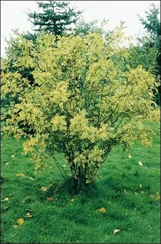 On a crit  accacia  avec deux  c  jusqu' la fin du 18e sicle, c'est Malherbe qui fit s'crire  acacia  :