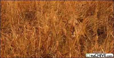 Un lion est cach dans ces herbes !