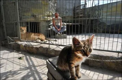 On sait que le lion de l'Atlas a disparu d'Algrie, la panthre trs probablement aussi, mais il reste quelques gupards dans la partie saharienne !