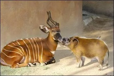 Cette antilope africaine ( gauche de la photo) a t dcouverte tardivement, c'est l'okapi !