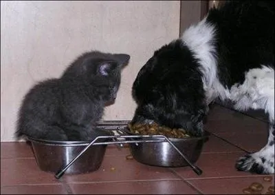 En rgle gnrale, on laisse les chiens et les chats manger dans la mme gamelle !