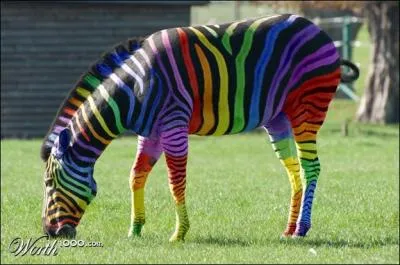 Ce zbre sauvage vient d'tre photographi au Kenya !