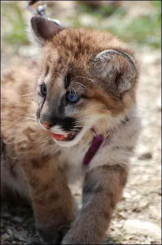 Ce bb est un puma !