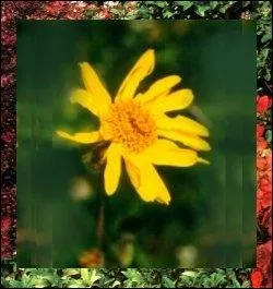 On peut utiliser les fleurs et feuilles d'arnica en usage externe contre les bleus :