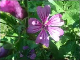 L'infusion de mauve a des vertus pectorales :