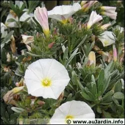 Le liseron est une fleur toxique :