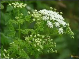 Cette plante est un poison mortel :