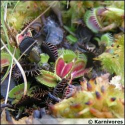 La dione est une plante carnivore appele attrape-mouche, le pige au bout de ses feuilles se referme en 1/30e de seconde :
