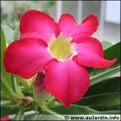 La rose du dsert ne pousse que dans le sable :