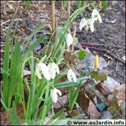 Le fleur appele  perce-neige  existe en blanc et en violet :