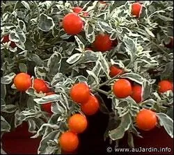 Les baies oranges du pommier d'amour sont toxiques :