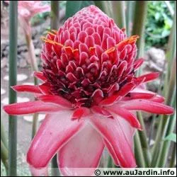 Cette fleur est appele  rose de porcelaine  :