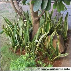 La sansevierre, appele  langue de belle-mre  est une plante anti-pollution qui absorbe le benzne :