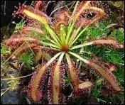 La drosera est une plante carnivore, qui grce  ses longues feuilles munies de poils gluants, pige les insectes :