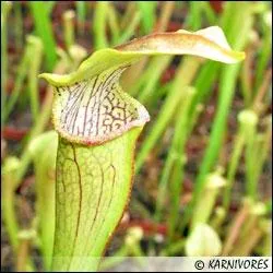 Cette plante appele sarracne est carnivore, elle possde un nectar sucr contenant du narcotique qui lui permet de capturer les insectes qui tombent ensuite dans ses grandes urnes :
