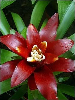 Le guzmania est une plante carnivore capable, grce au puissant poison qui rside dans son nectar d'endormir puis d'avaler un insecte et mme un petit anphibien :