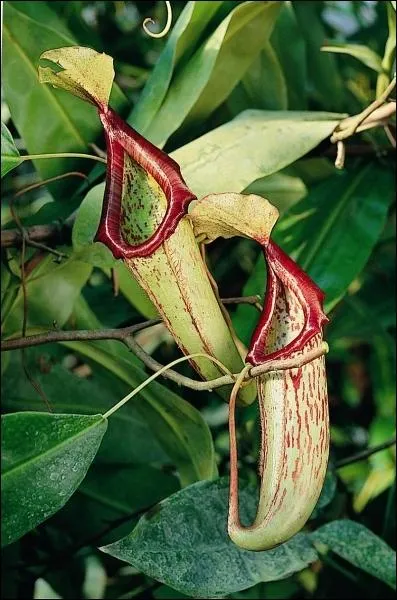 Quelle est cette plante ?