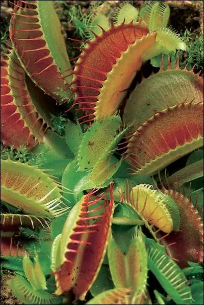 Quelle est cette plante ?