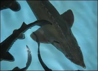 C'est le plus grand aquarium priv d'eau douce d'Europe. Gographiquement plac entre Bergerac et Sarlat-la-Canda, sur la commune de le Bugue, c'est :