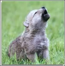Chez les loups...