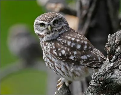 La couronne de plumes que la chouette hulotte porte autour de la face se nomme...