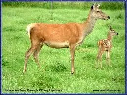 Le petit faon peut marcher ...