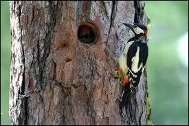 Pour dtacher les cnes des rsineux, le pic peiche ... .