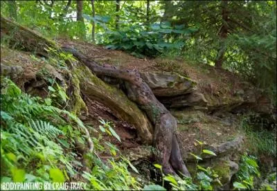 Que voyez-vous sur cette photo ?