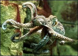 Combien y a-t- il d'espces de mollusques, environ ?