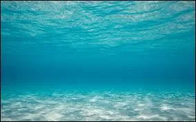 Quel est le plus volumineux de tous les animaux marins ?