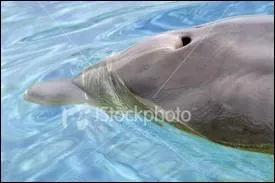 Le   trou   par lequel respire les ctacs s'appelle un Event ?