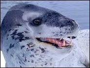 Le léopard de mer est un Cétacé ?