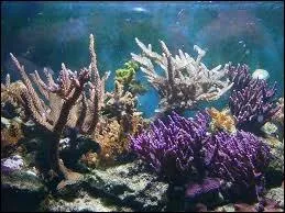 Les Coraux sont ...