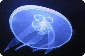 Quelle est cette mduse ?