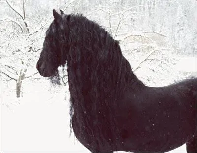 Quelle est la race de ce cheval ?
