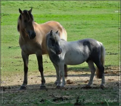 Quelle est la diffrence entre un poney et un cheval ?