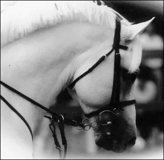 Quel cheval est le plus connu entre ceux- l ?