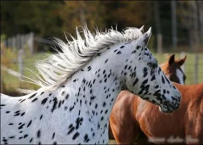 Quelle est la robe de ce cheval ?