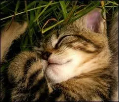 C'est les vacances : le temps de consacrer du temps  minou, et de le regarder joueur et dormir si alangui, si heureux, perdu dans ses rves. . D'o vient le petit nom de minou-minet pour les chats ?