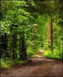 C'est les vacances : l'occasion de s'en retourner vers la fort, les bois, les sentiers moussus, la verdure, les animaux qui y vivent... O trouver la plus grande fort de France ?
