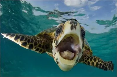C'est les vacances : l'occasion de se dtendre mais aussi de s'amuser, de mettre de la lgret dans sa vie, et de rire... Le rire est-il le propre de l'homme, comme l'a dit Rabelais ?