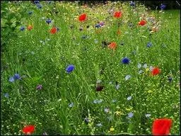 C'est les vacances : l'occasion de revenir  la joie de courir dans les champs, de cueillir des fleurs, de se cacher dans l'herbe, de compter les coccinelles... D'o vient la couronne de laurier ?