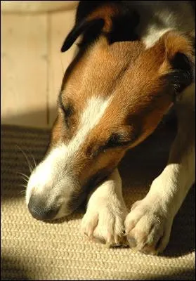 C'est les vacances : le temps de consacrer du temps  toutou, et de le regarder jouer puis s'assoupir dans la tideur de l'air, et pousser de gros soupirs. Combien de toutous en France  peu prs ?
