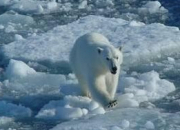 Quiz Animaux en voie de disparition